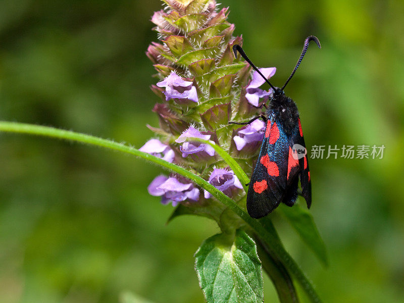 五斑蝥(Zygaena trifolii)